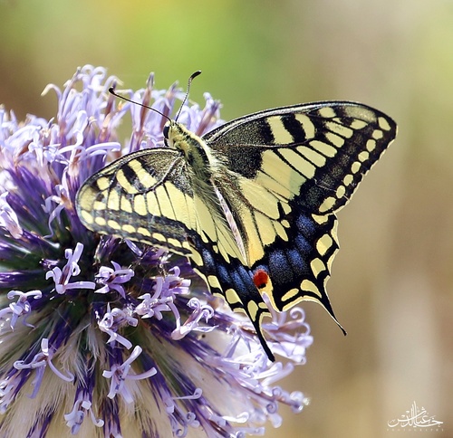 Desert Swallowtail