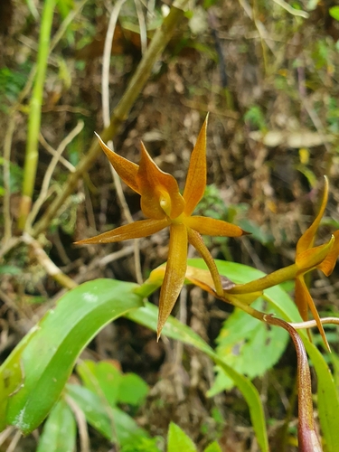 Geminiochraceum Orchid