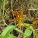 Epidendrum geminiochraceum - Photo (c) Sebastián Vizcarra, todos los derechos reservados, subido por Sebastián Vizcarra