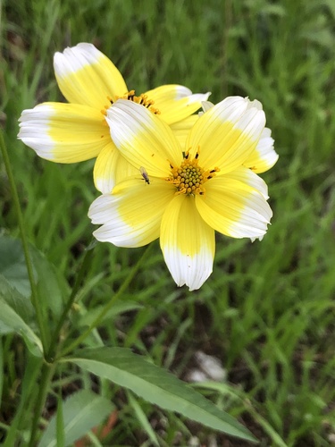 Arizona beggarticks (Bidens aurea) · iNaturalist