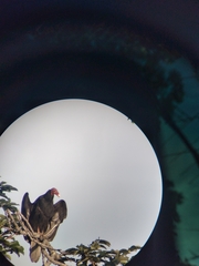 Cathartes aura image