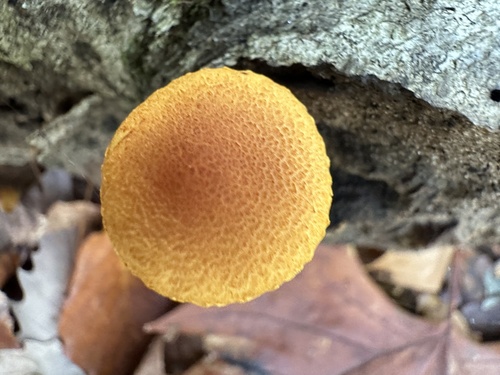 Pholiota (Photo 3 of 6)