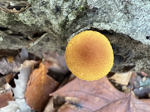 Pholiota (Photo 4 of 6)