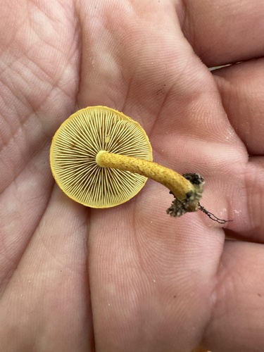 Pholiota (Photo 2 of 6)