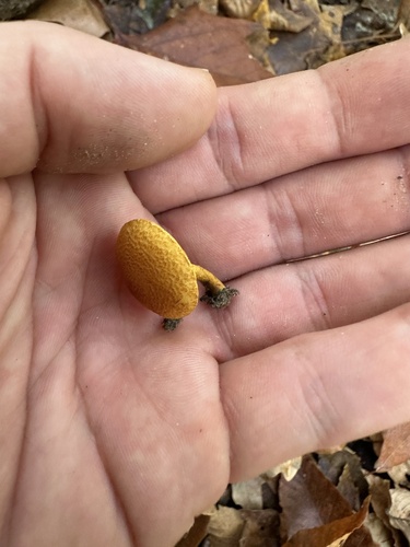 Pholiota (Photo 6 of 6)