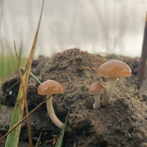 Psilocybe fimetaria