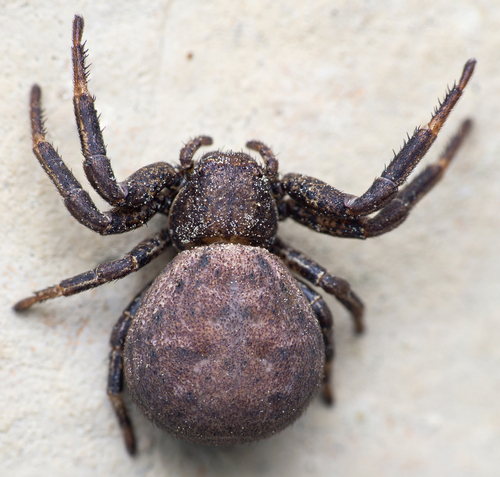 Bassaniodes robustus · iNaturalist