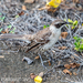 Black-eared Galápagos Mockingbird - Photo (c) Colin Purrington, all rights reserved, uploaded by Colin Purrington