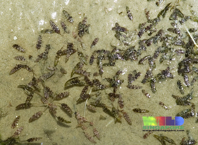 Oceans Turf Example Ocean turf grass in January 2000 by wildsingapore. More about this sea ...