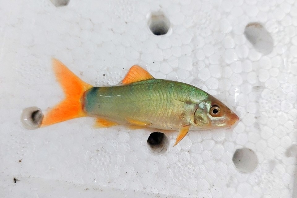 Oz irodasiga qarshi bokiralikni yoqotish (ruscha porno video)