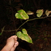 Dioscorea asclepiadea - Photo (c) Bridelia, todos los derechos reservados, subido por Bridelia