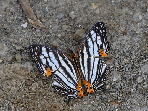 Cyrestis maenalis Erichson, 1834