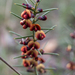 Daviesia genistifolia - Photo (c) Richie Southerton, todos los derechos reservados, subido por Richie Southerton