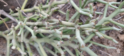 Euphorbia dhofarensis