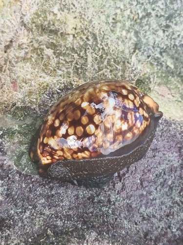 Humpback Cowry