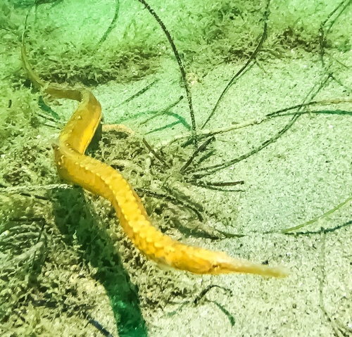 Kelp Pipefish