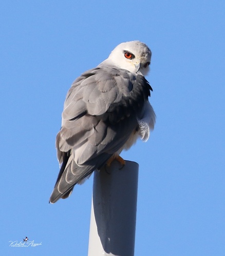 Black-winged Kite