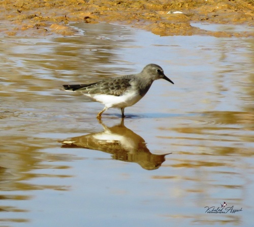Temminck's Stint