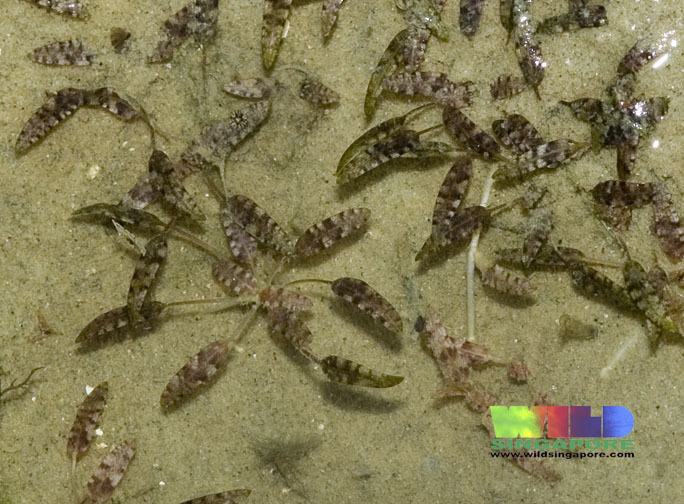 Oceans Turf Example Ocean turf grass in January 2000 by wildsingapore. More about this sea ...