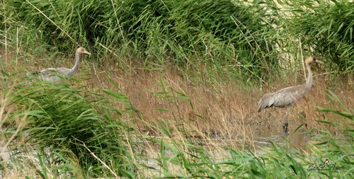 Common Crane