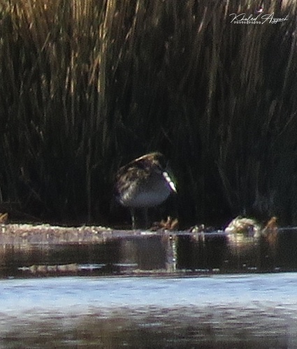 Jack Snipe