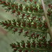 Athyrium microphyllum - Photo (c) Alexandria Quinlan, todos los derechos reservados, subido por Alexandria Quinlan