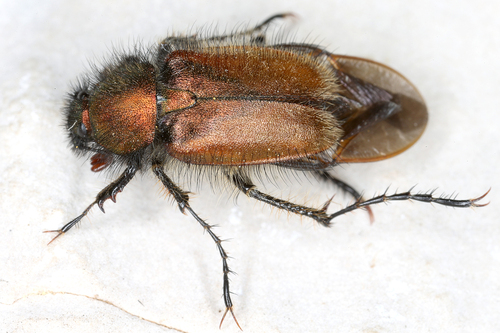 Pygopleurus chrysonotus · iNaturalist