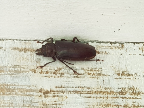 Stenodontes exsertus