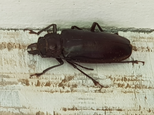 Stenodontes exsertus