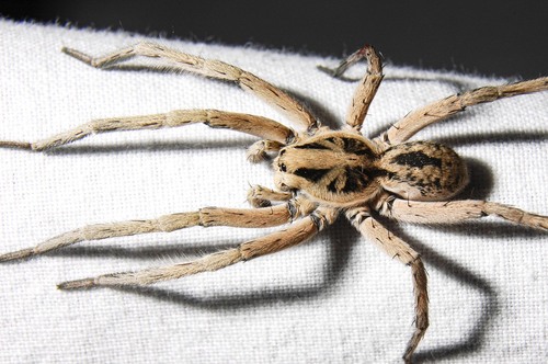 Hogna coloradensis