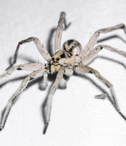 Hogna coloradensis