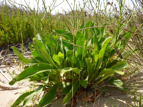 Limonium narbonense Mill.