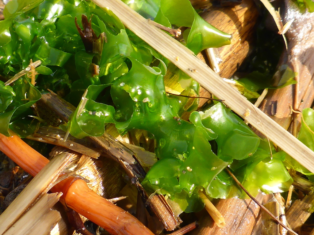 Broadleaf Sea Lettuce in May 2017 by wojtest · iNaturalist