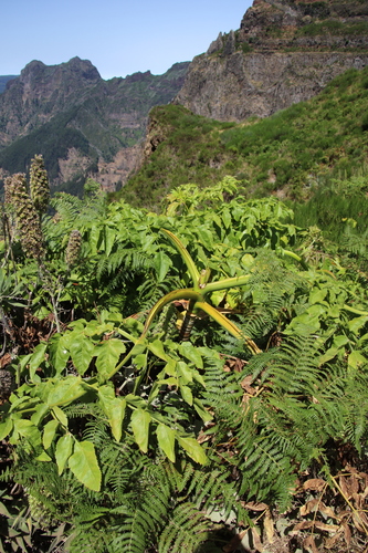Parsnip palm