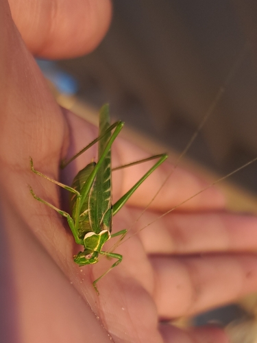 Elegant Bush Katydid