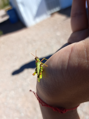 Creosote Bush Grasshopper