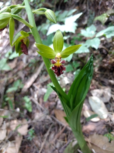 Calanthe tricarinata