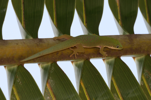 Zanzibar Day Gecko