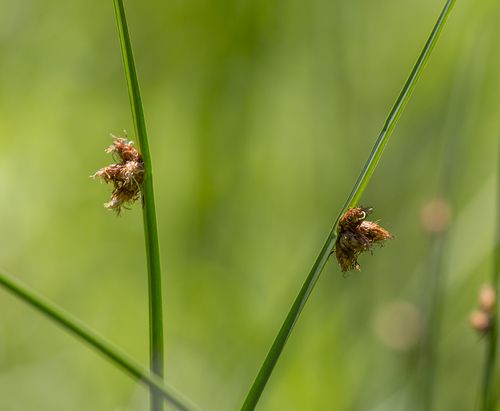 Schoenoplectus pungens