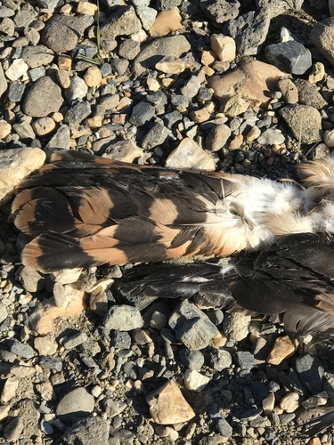 Northern Harrier