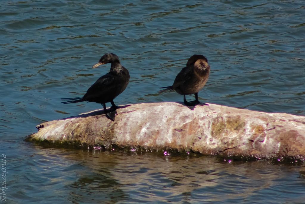 Neotropic Cormorant from Santa Cruz, Guarapuava PR, Brasil on