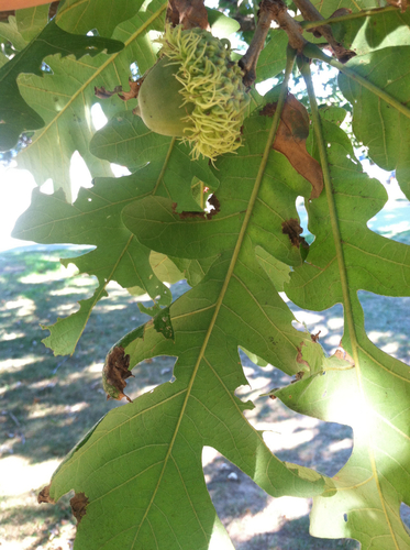 Variety Quercus macrocarpa macrocarpa · iNaturalist