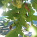 Quercus macrocarpa macrocarpa - Photo (c) Ashley Sidhu, όλα τα δικαιώματα διατηρούνται, uploaded by Ashley Sidhu