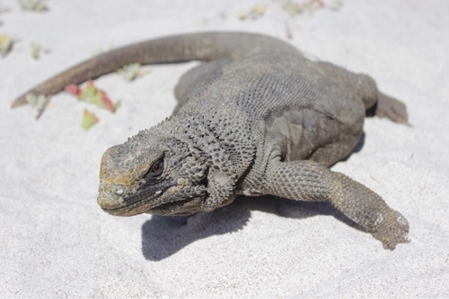 Black Chuckwalla