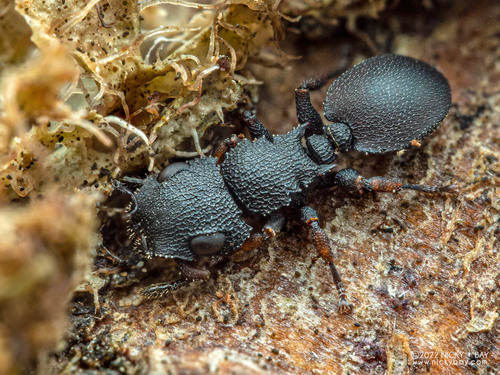 Cataulacus praetextusCataulacus praetextus