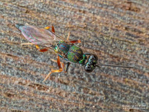 Balcha laciniosa · iNaturalist