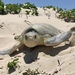 Kemp's Ridley Sea Turtle - Photo (c) cooleyoh, all rights reserved, uploaded by cooleyoh