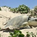 Ridley Sea Turtles - Photo (c) cooleyoh, all rights reserved, uploaded by cooleyoh