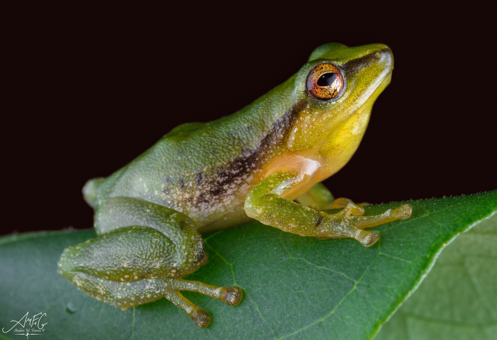Green Rain Frog