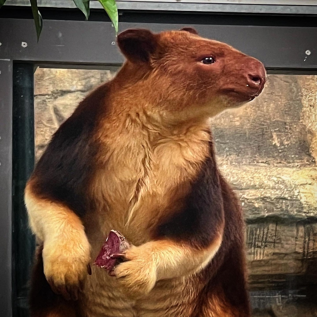 Goodfellow's Tree Kangaroo (Dendrolagus goodfellowi)